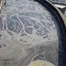Sewage sludge in a treatment tank